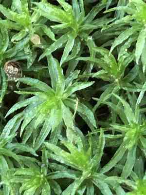 Wavy-leaved thread moss(Atrichum undulatum)