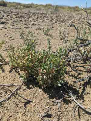 Silverscale saltbush(Atriplex argentea)