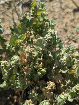 Silverscale saltbush(Atriplex argentea)