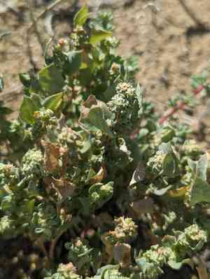 Silverscale saltbush(Atriplex argentea)