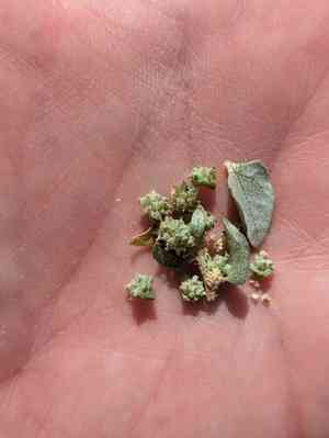 Silverscale saltbush(Atriplex argentea)