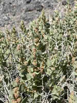 Shadscale saltbush(Atriplex confertifolia)