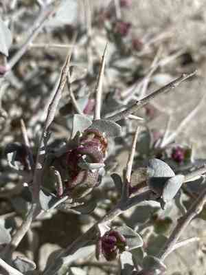 Shadscale saltbush(Atriplex confertifolia)