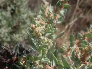 Shadscale saltbush(Atriplex confertifolia)