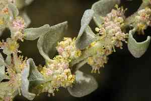 Shadscale saltbush(Atriplex confertifolia)