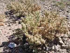 Wheelscale saltbush(Atriplex elegans)