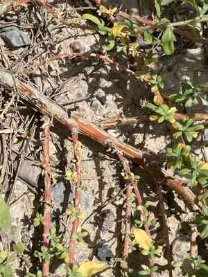Wheelscale saltbush(Atriplex elegans)