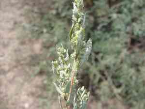 Wheelscale saltbush(Atriplex elegans)