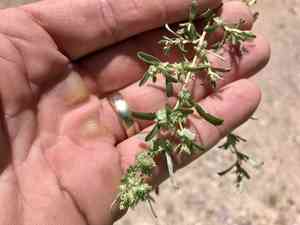 Wheelscale saltbush(Atriplex elegans)