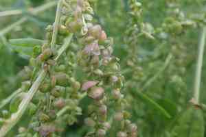 Garden orache(Atriplex hortensis)