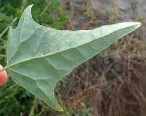 Garden orache(Atriplex hortensis)