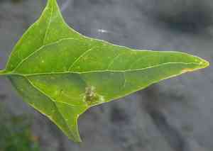 Garden orache(Atriplex hortensis)