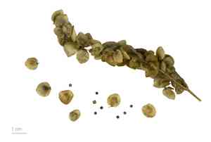 Garden orache(Atriplex hortensis)