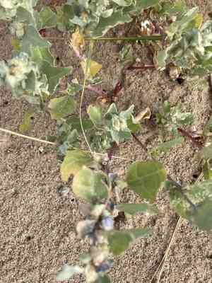 Frosted orache(Atriplex laciniata)