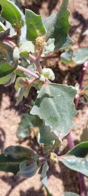 Frosted orache(Atriplex laciniata)