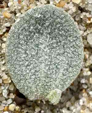 Beach saltbush(Atriplex leucophylla)