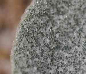 Beach saltbush(Atriplex leucophylla)