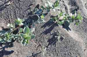 Beach saltbush(Atriplex leucophylla)