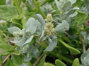 Beach saltbush(Atriplex leucophylla)