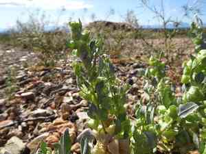 Lindley's saltbush(Atriplex lindleyi)