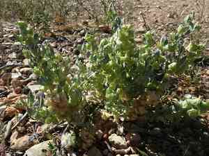 Lindley's saltbush(Atriplex lindleyi)