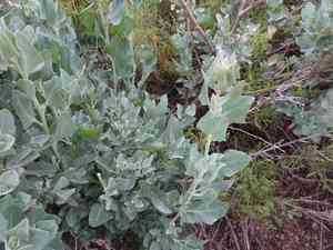 Lindley's saltbush(Atriplex lindleyi)