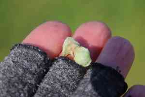 Lindley's saltbush(Atriplex lindleyi)