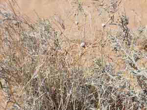 Slenderleaf saltbush(Atriplex linearis)