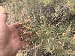 Slenderleaf saltbush(Atriplex linearis)