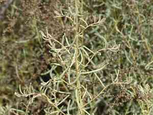 Slenderleaf saltbush(Atriplex linearis)