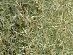 Slenderleaf saltbush(Atriplex linearis)
