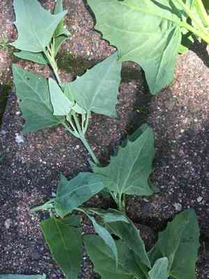 Twoscale saltbush(Atriplex micrantha)