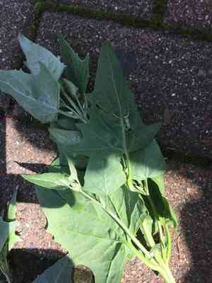 Twoscale saltbush(Atriplex micrantha)