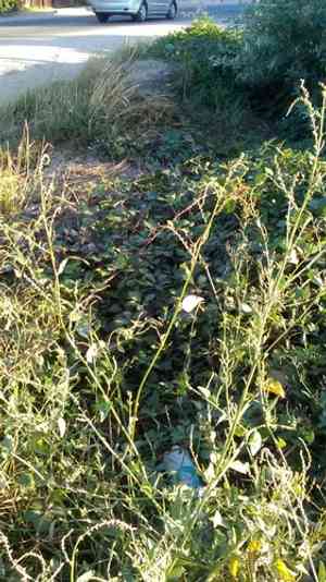 Twoscale saltbush(Atriplex micrantha)