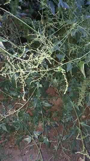 Twoscale saltbush(Atriplex micrantha)
