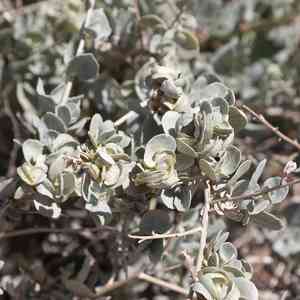 Bluegreen saltbush(Atriplex nummularia)