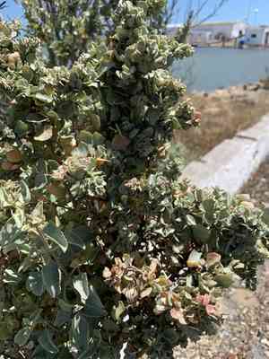 Bluegreen saltbush(Atriplex nummularia)