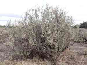 Bluegreen saltbush(Atriplex nummularia)