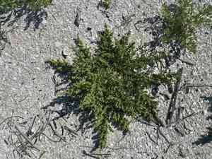 Crested saltbush(Atriplex pentandra)