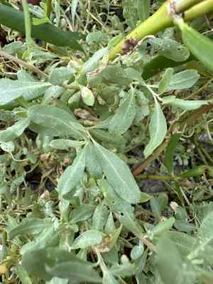 Crested saltbush(Atriplex pentandra)