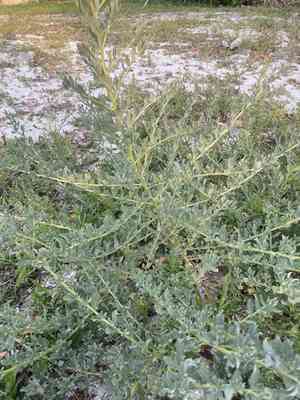 Crested saltbush(Atriplex pentandra)