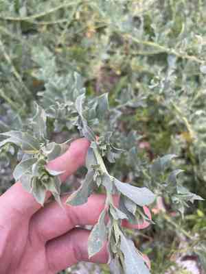 Crested saltbush(Atriplex pentandra)