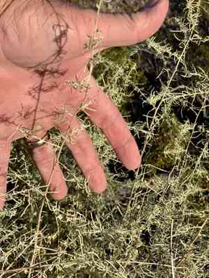 Cattle saltbush(Atriplex polycarpa)