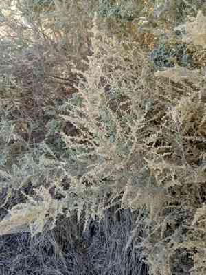 Cattle saltbush(Atriplex polycarpa)