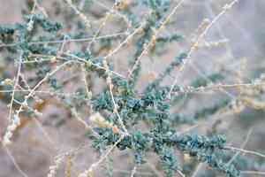 Cattle saltbush(Atriplex polycarpa)