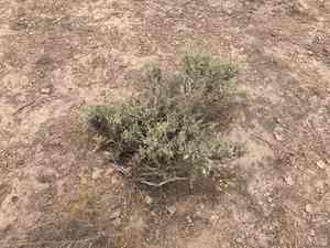 Cattle saltbush(Atriplex polycarpa)