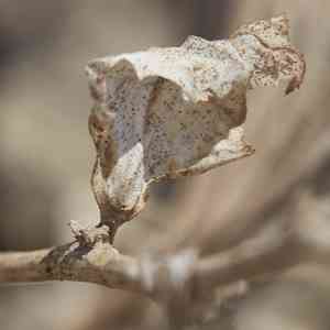 Tumbling saltweed(Atriplex rosea)
