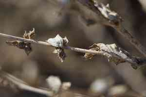 Tumbling saltweed(Atriplex rosea)