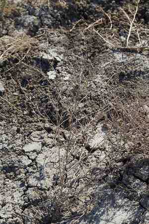 Tumbling saltweed(Atriplex rosea)