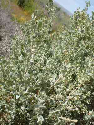 Spinescale saltbush(Atriplex spinifera)